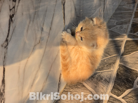 Traditional persian exotic bloodline (female)